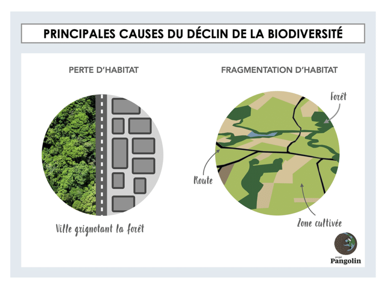 Pourquoi et comment préserver la biodiversité