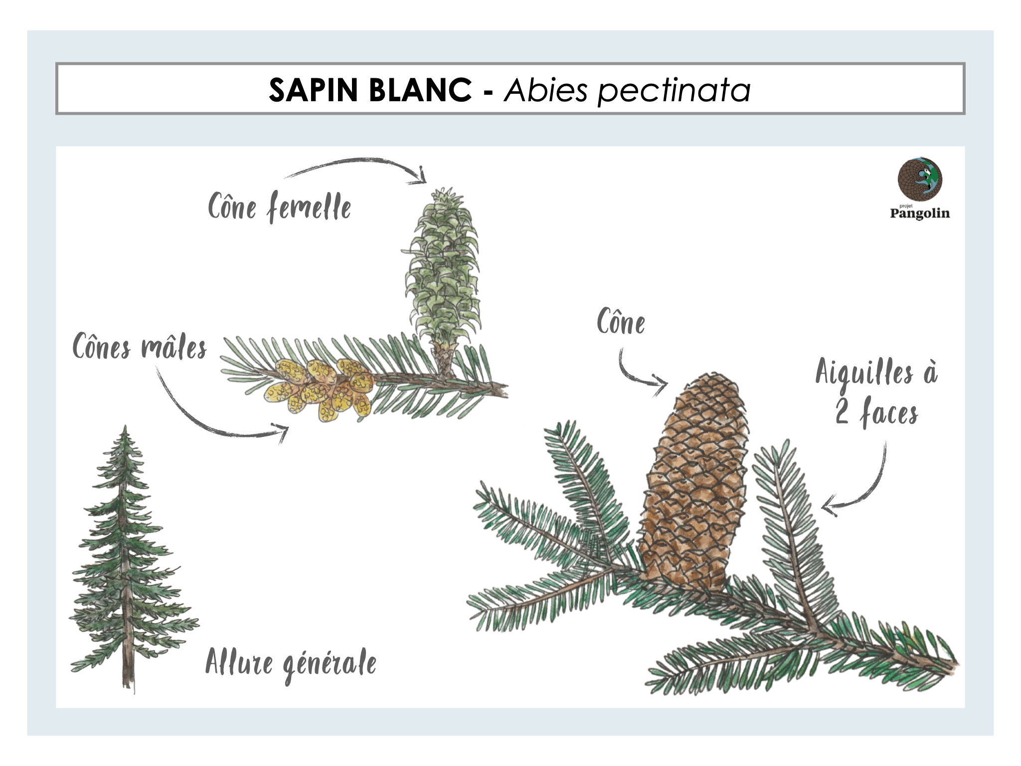 Apprendre Reconnaitre Arbres Communs Guide Du Naturaliste