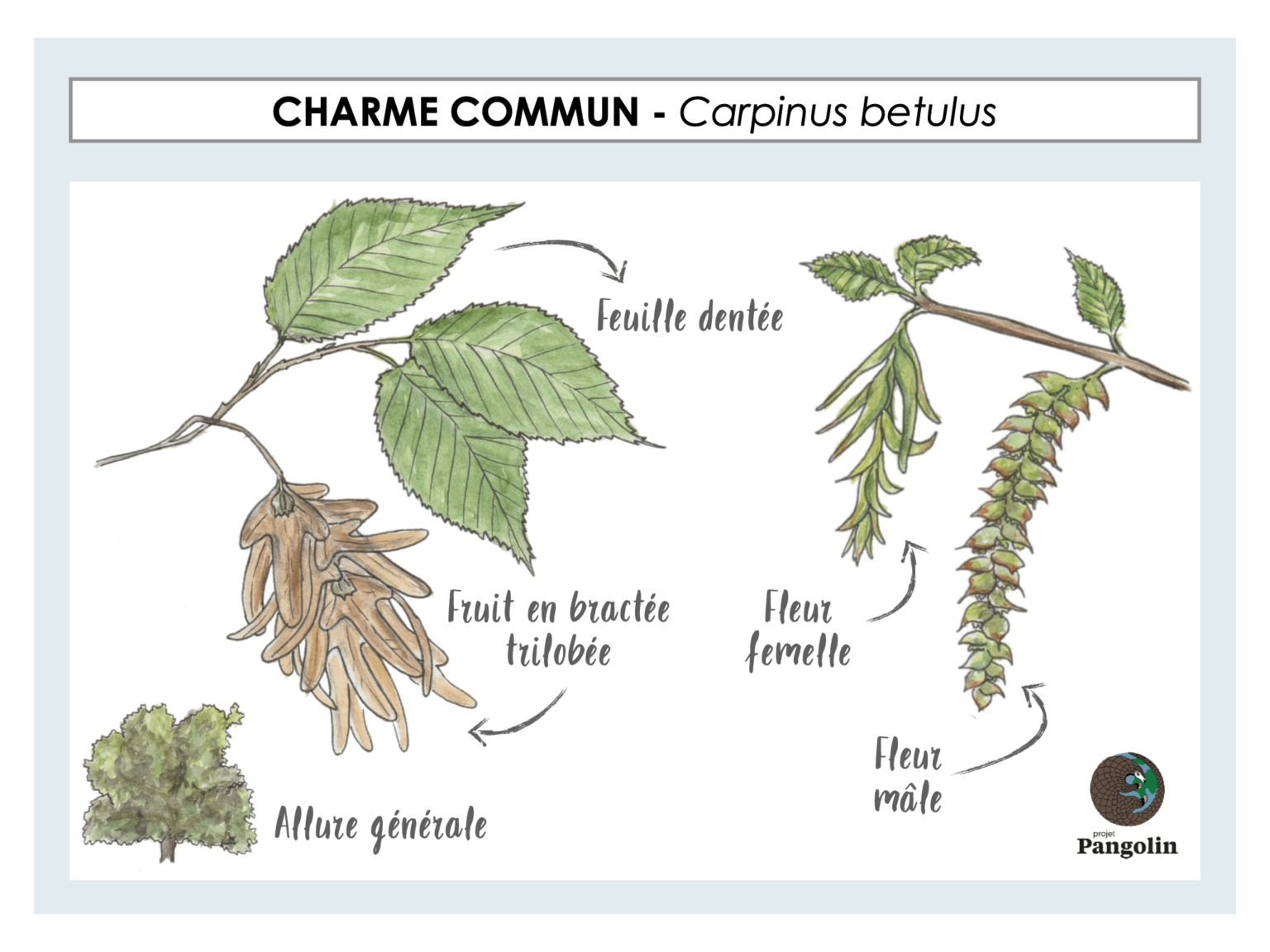 Apprendre à reconnaitre 12 arbres communs guide du naturaliste 3