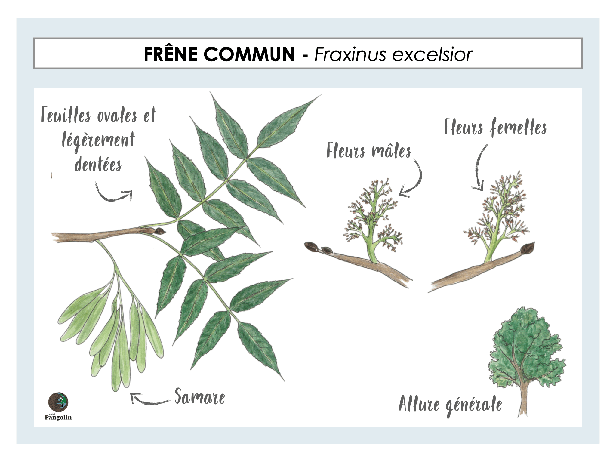 Guide Du Naturaliste 12 Espèces Darbres Communs