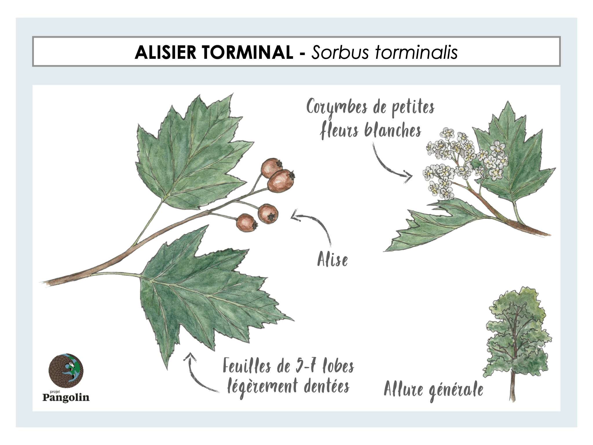 Apprendre à Reconnaitre 12 Arbres Communs | Guide Du Naturaliste #3